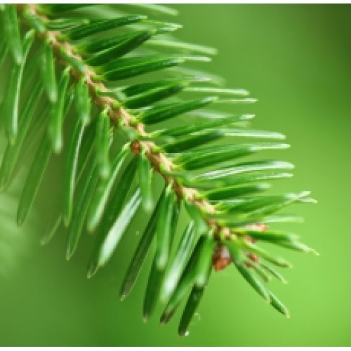 Fir Needle Siberian
