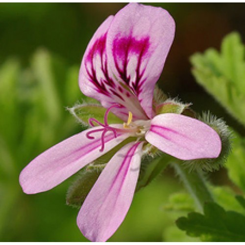 Geranium
