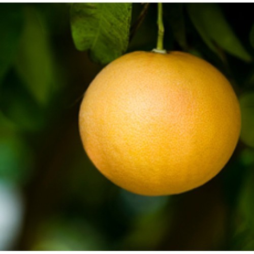 Grapefruit Red