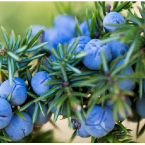 Juniper Berry
