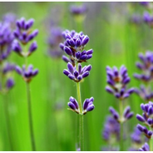 Lavender French