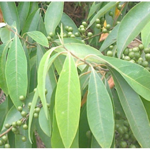 Litsea Cubeba