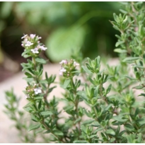 Marjoram Spanish