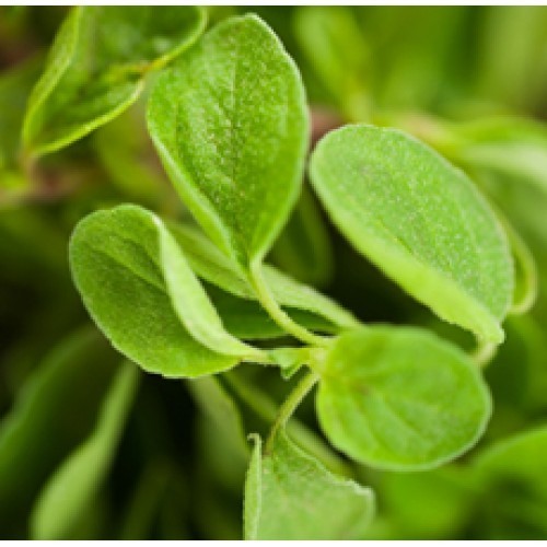 Oregano