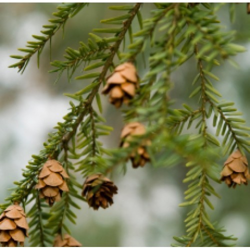 Spruce White