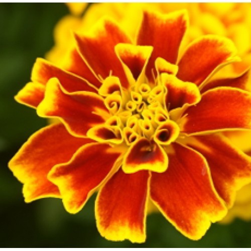 Tagetes