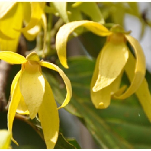 Ylang Ylang III