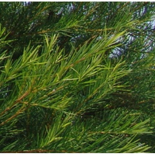 Tea Tree Oil (Certified Organic )