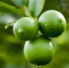 Key Lime