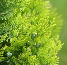 Cedar Leaf