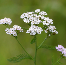 Yarrow 10ml