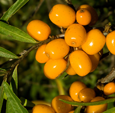 Seabuckthorn Fruit Oil, Certified Organic