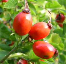 Rosehip  Seed Oil, Refined 30ml