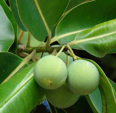 Tamanu Oil 50ml