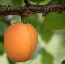Apricot Oil,