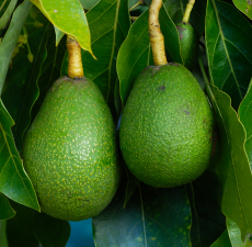 Avocado Oil,