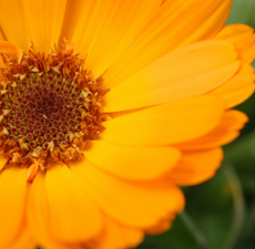 Calendula Herbal Oil,