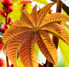 Castor Bean Oil,