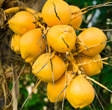 Coconut Fractionated  MCT 60/40 Oil