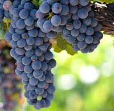 Grapeseed Oil,