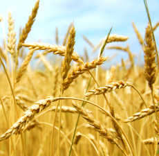 Wheat Germ Oil