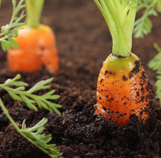 Carrot Macerated,