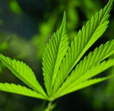 Hemp seed oil,