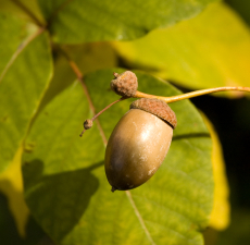 Hazelnut oil,
