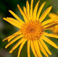 Arnica Herbal Oil,