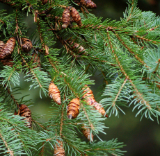 Black Spruce, Wild