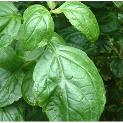 Patchouli Oil (Certified Organic)