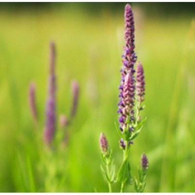 Clary Sage
