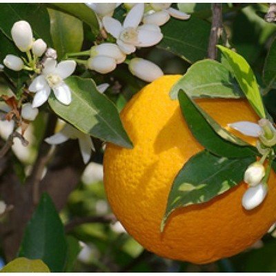 Sweet Orange Oil (Certified Organic)