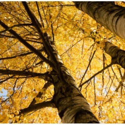 Birch Sweet