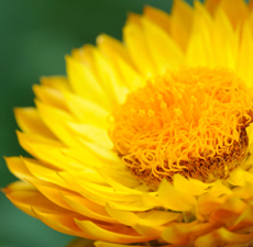 Helichrysum 3% diluted in jojoba