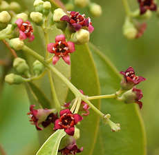 Sandalwood 3% diluted in jojoba