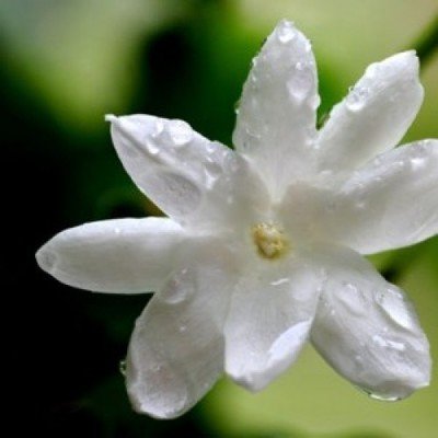 Jasmine 3% diluted in jojoba