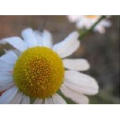 Chamomile Oil German Blue 3% diluted in jojoba