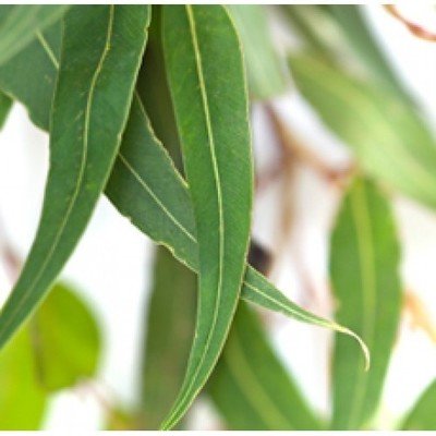 Eucalyptus Oil Globulus (Certified Organic)