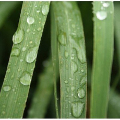 Lemongrass Oil (Certified Organic)