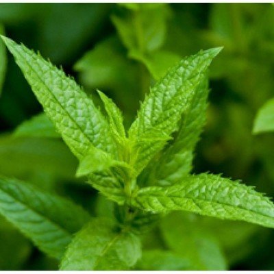 Peppermint Oil (Certified Organic)