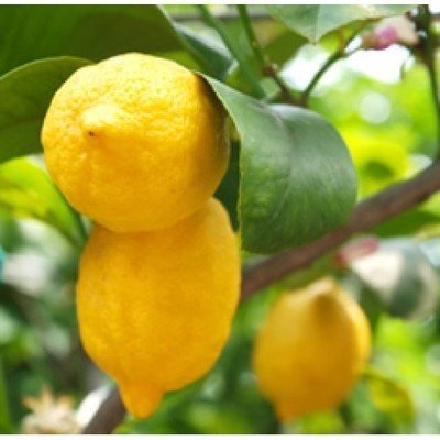 Lemon (Certified Organic)