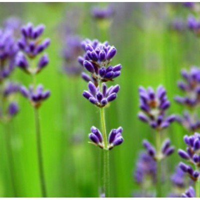 Lavender (Certified Organic)