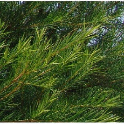 Tea Tree Oil (Certified Organic )