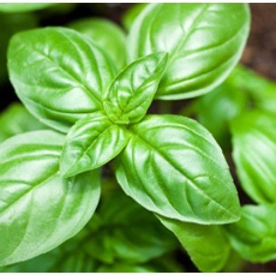 Basil