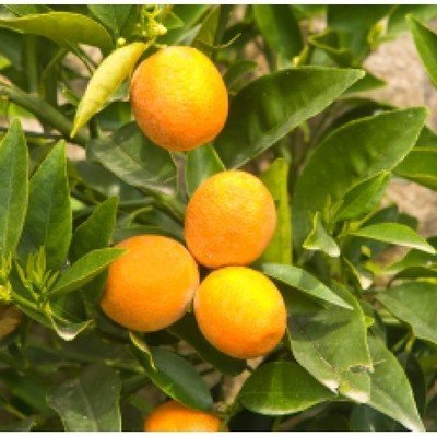 Bergamot FCF