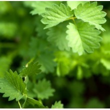 Aniseed