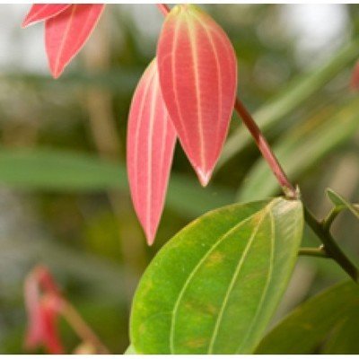 Cassia