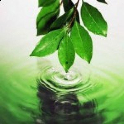Camphor White