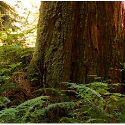 Cedarwood Himalayan